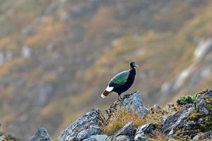 Колекція monal є представником фазанської сім'ї Колекція monal є представником фазанської сім'ї